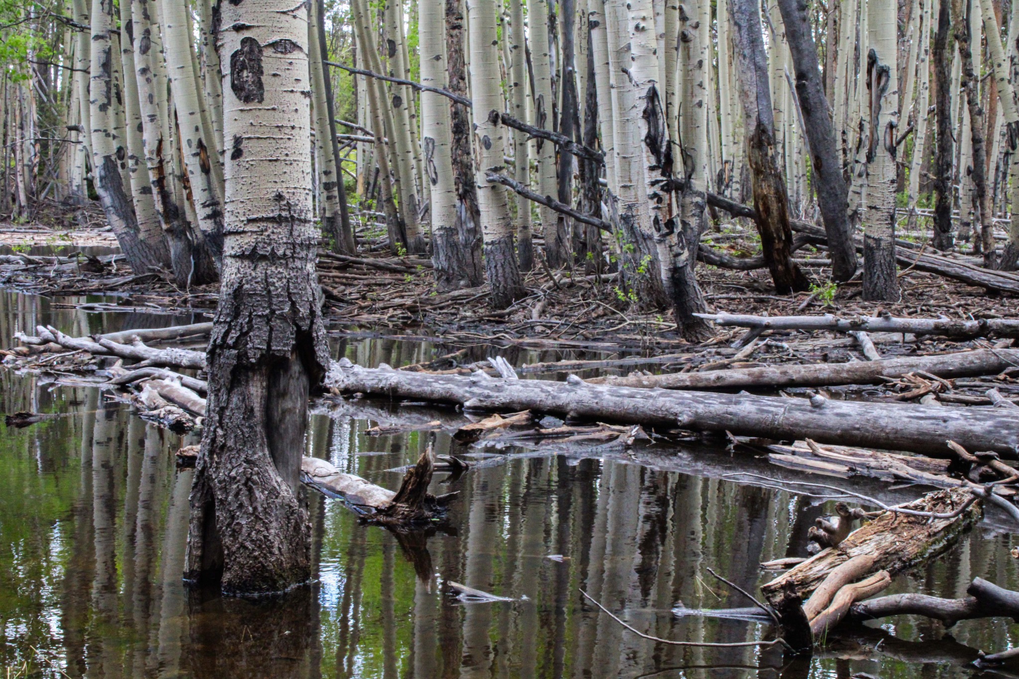 Aspen grove — flooded basin.