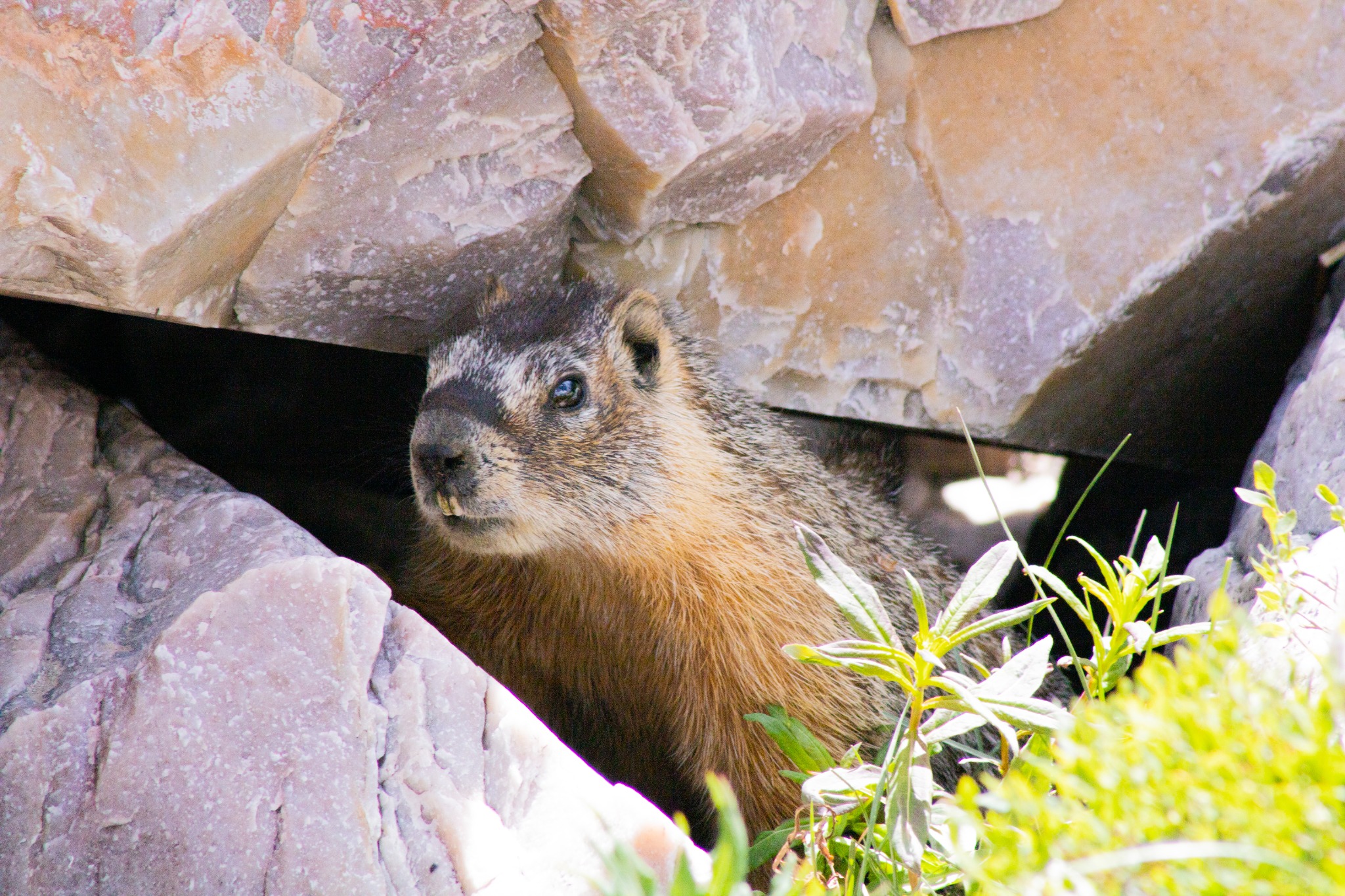 Marmot in limestone — close up.