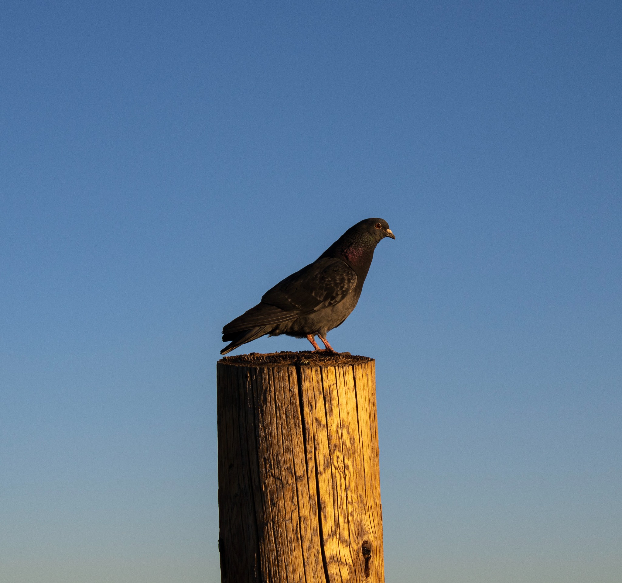 Pigeon on post — golden hour.