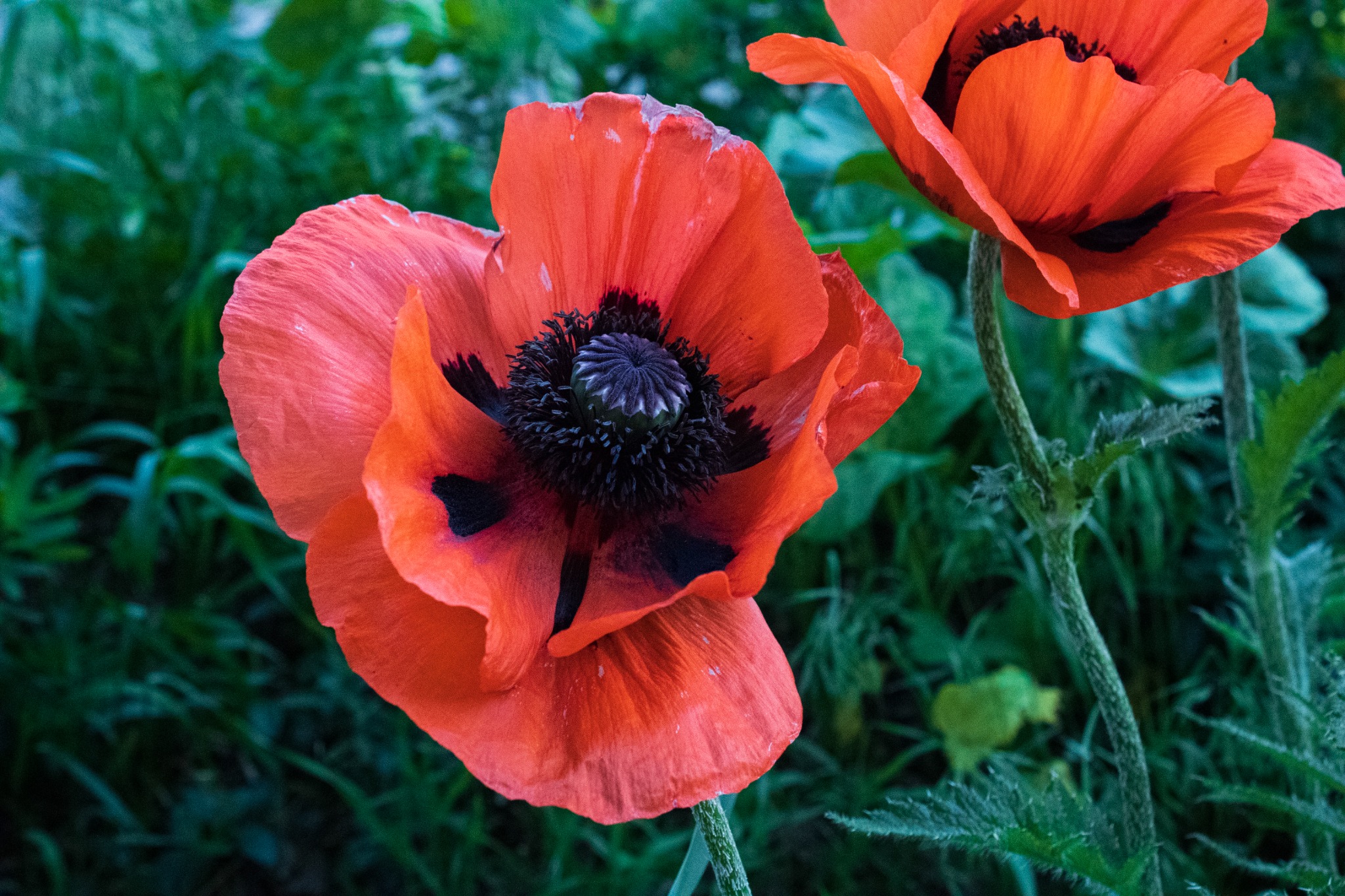 Poppies — macro detail.